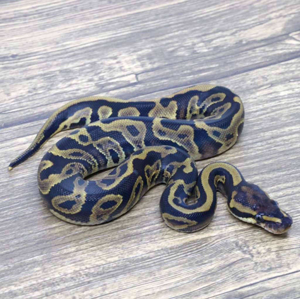 leopard-yellow-belly-het-clown-66-het-pied-W26THZW5BY