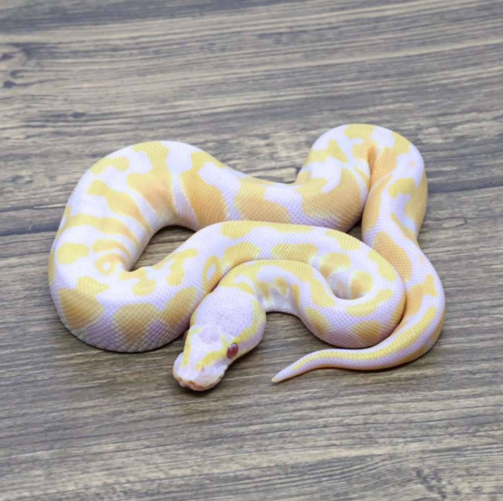 pastel-lavender-het-clown-KWF9RF3YQ7