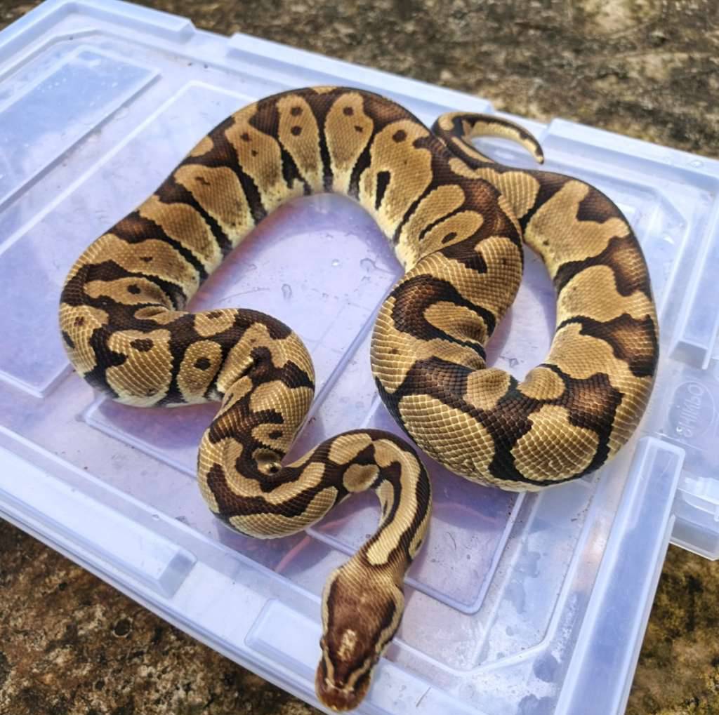 fire-pastel-proven-FGH8TV37UY