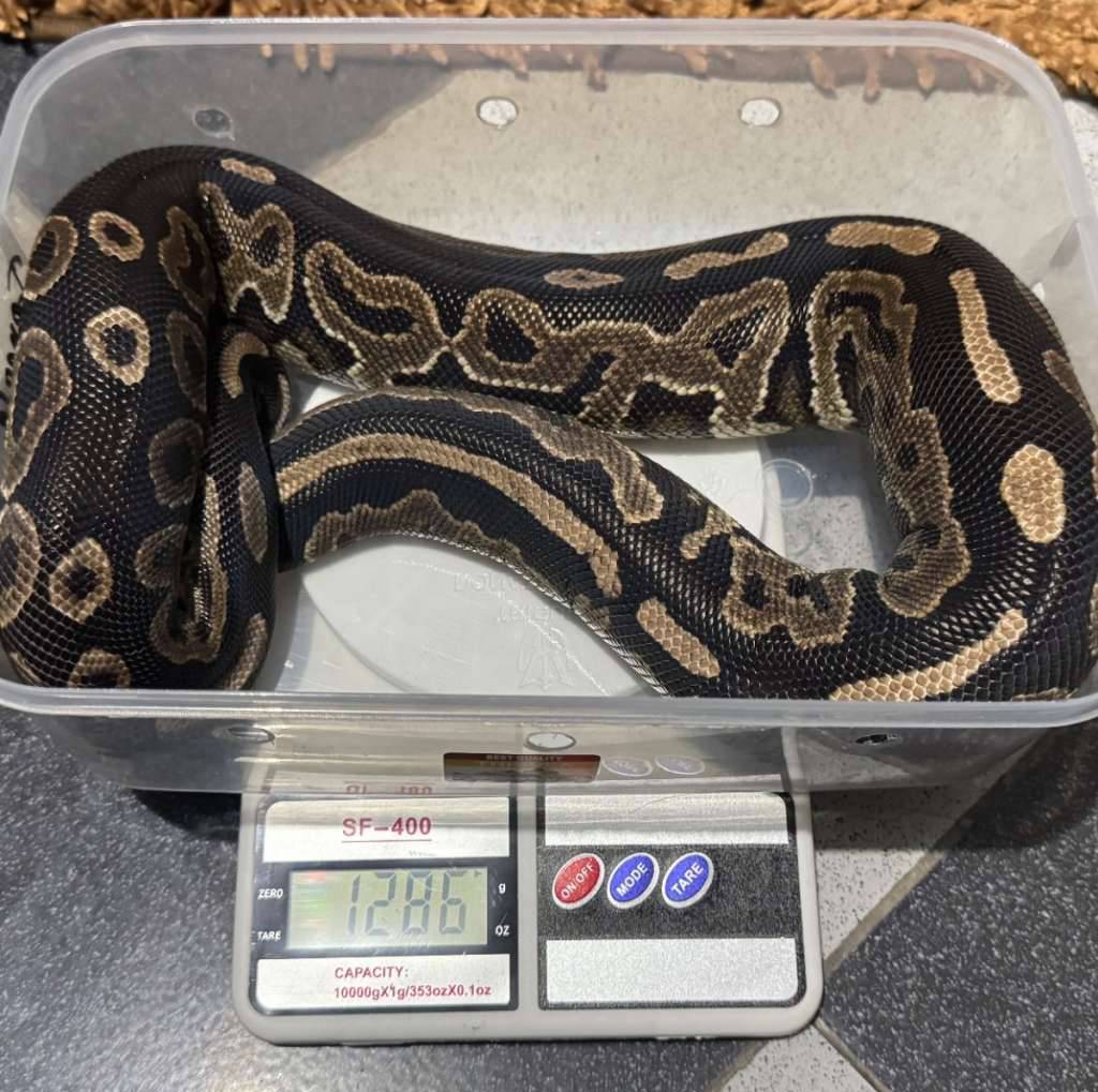 ball-python-cinnamon-CPMNZ58PEY