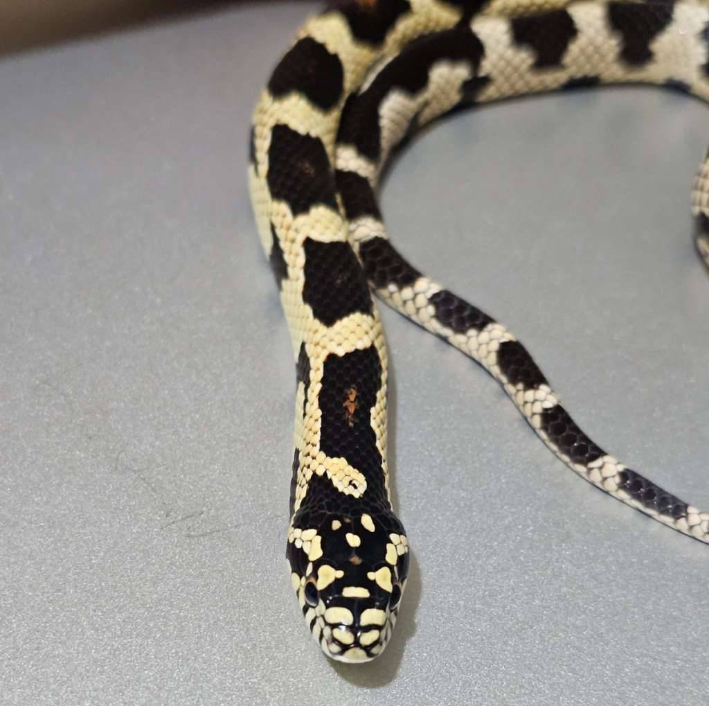 hybridf1-junglecorn--J4BN5CXJF5