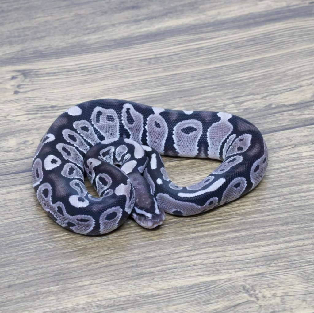 axanthic-vpi-66-het-pied-46QBEMWAL3