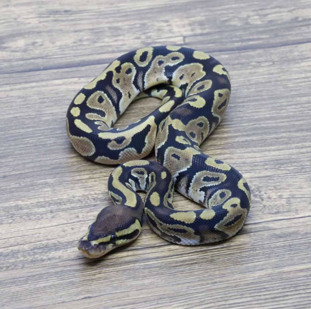 het-axanthic-vpi-66-het-pied-0VUHKNY35C