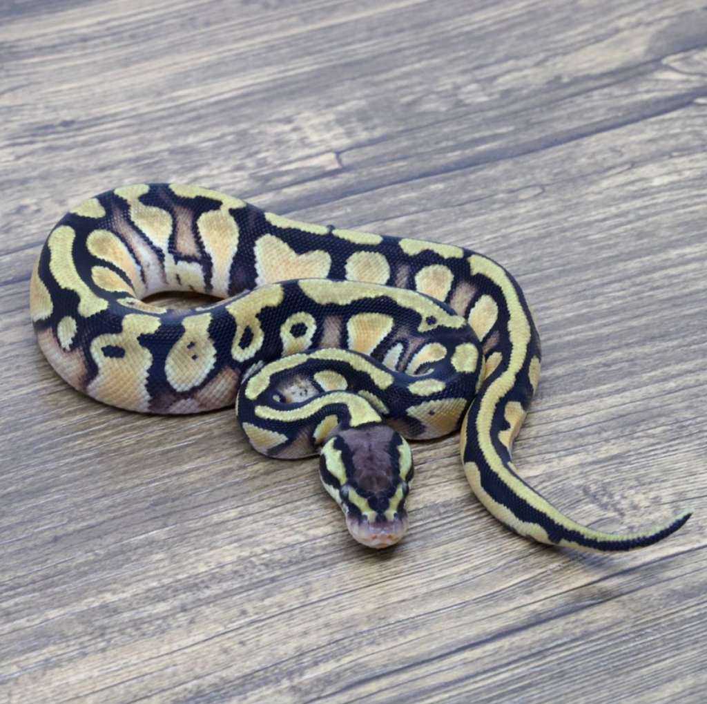 orange-dream-yellow-belly-pastel-het-clown-66-het-pied-V76D3OESGV