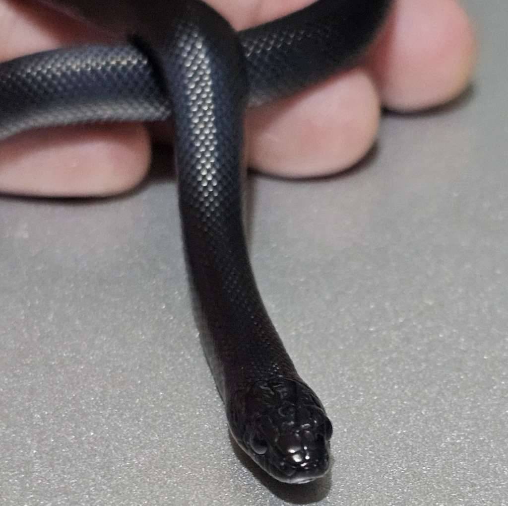 mexican-black-kingsnake-NBFI9UTRZ0