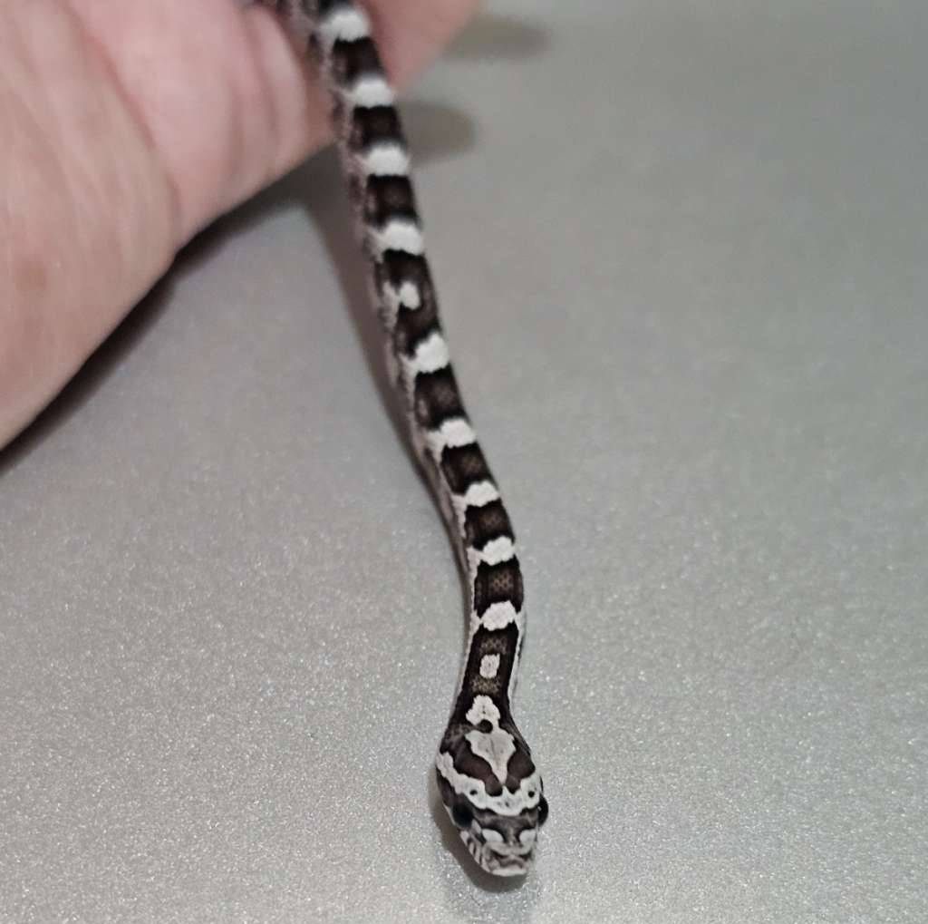 cs-anery--IPIPDHYK2Y