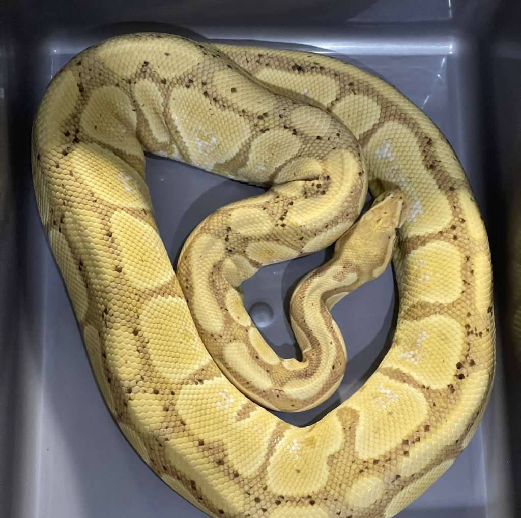 banana-proven-80LPHVK8LV