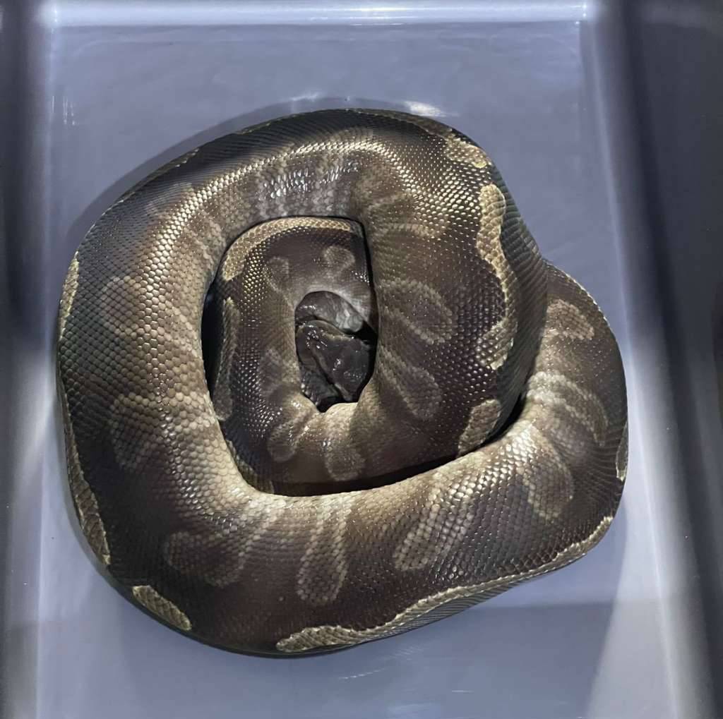 ghi-mojave-proven-F6FL4NHJCD