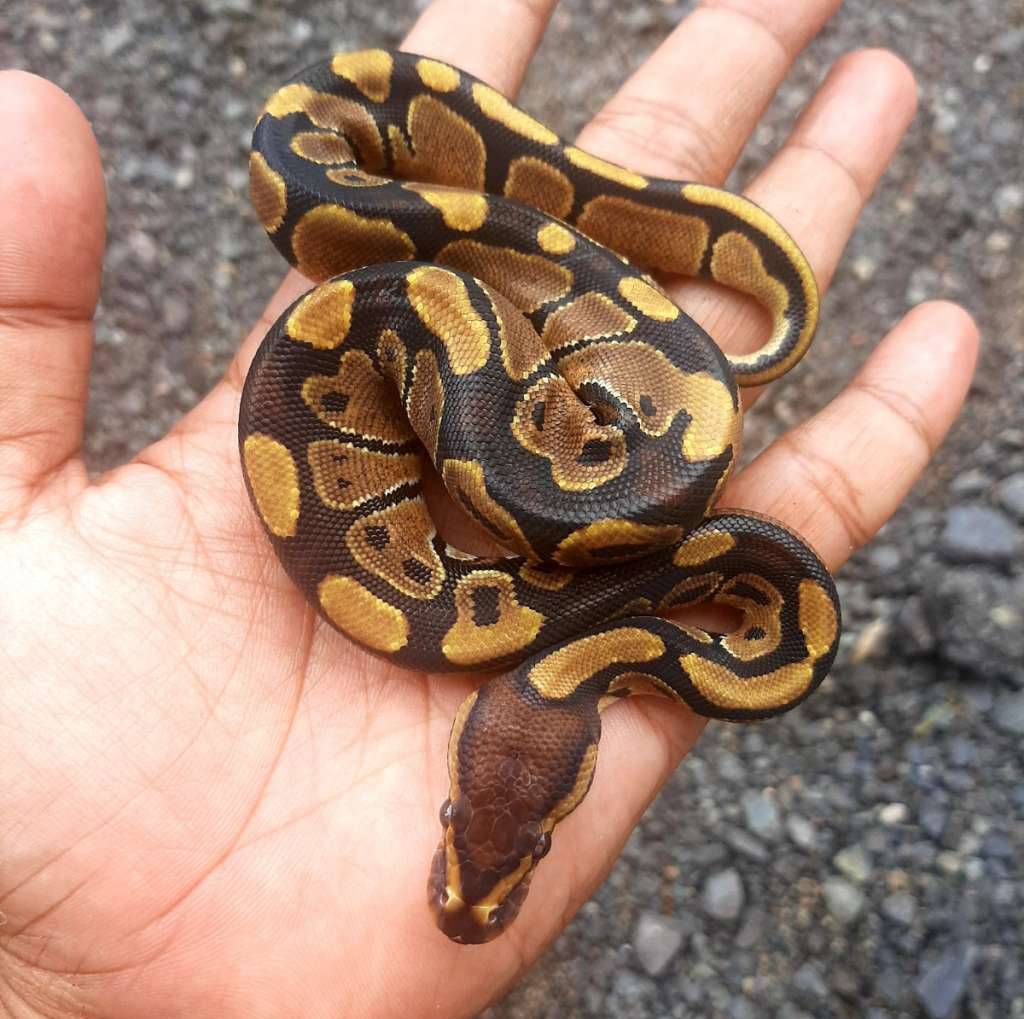 ball-python-normal-5UQS9IGUV8