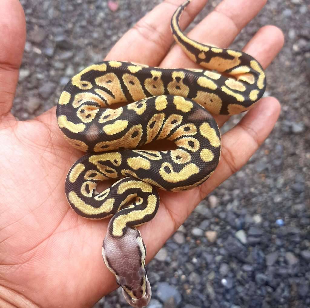 ball-python-pastel-kode-a-MB7OP52GSQ