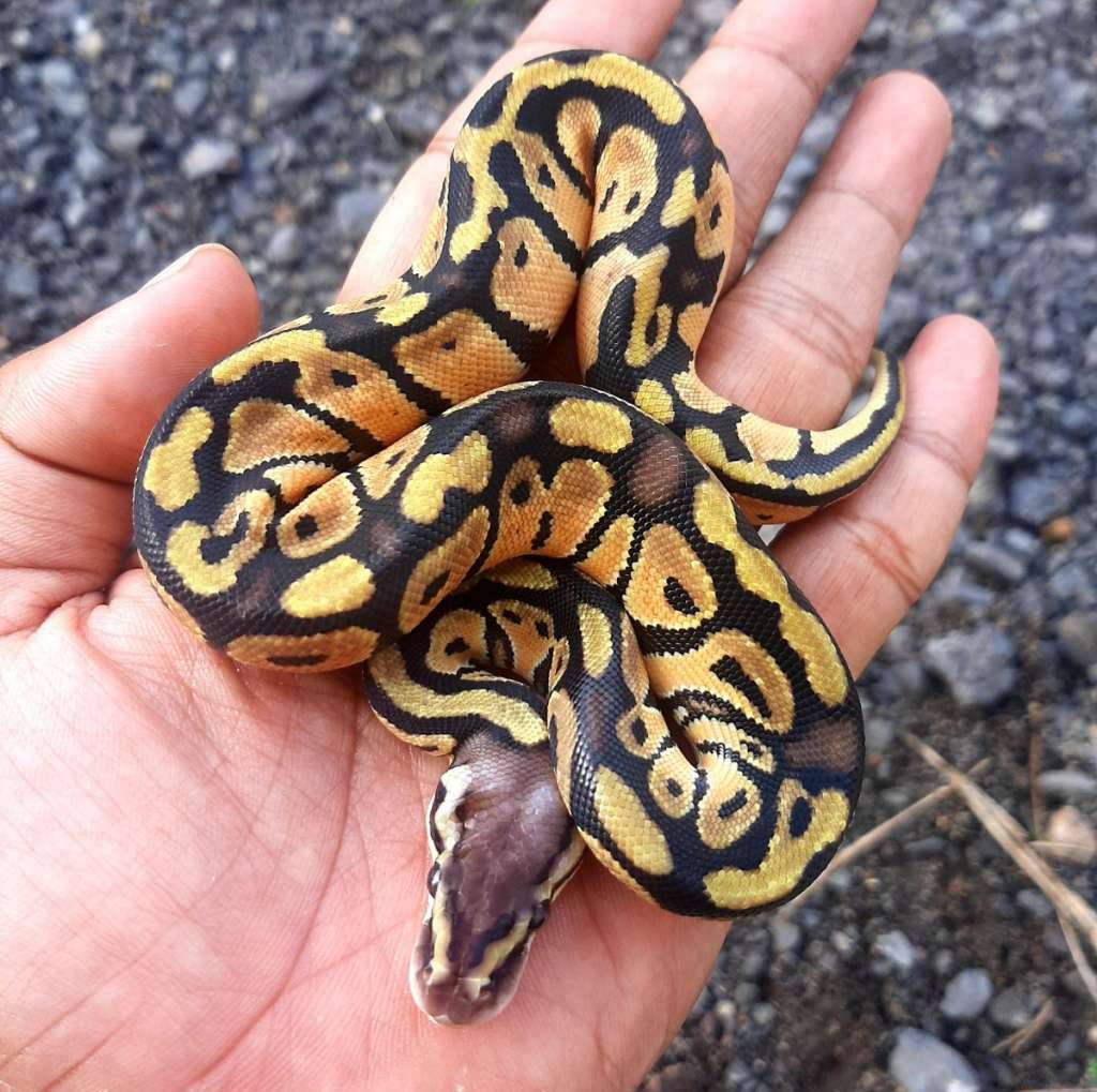 ball-python-pastel-kode-b-PXMNE1S4PS
