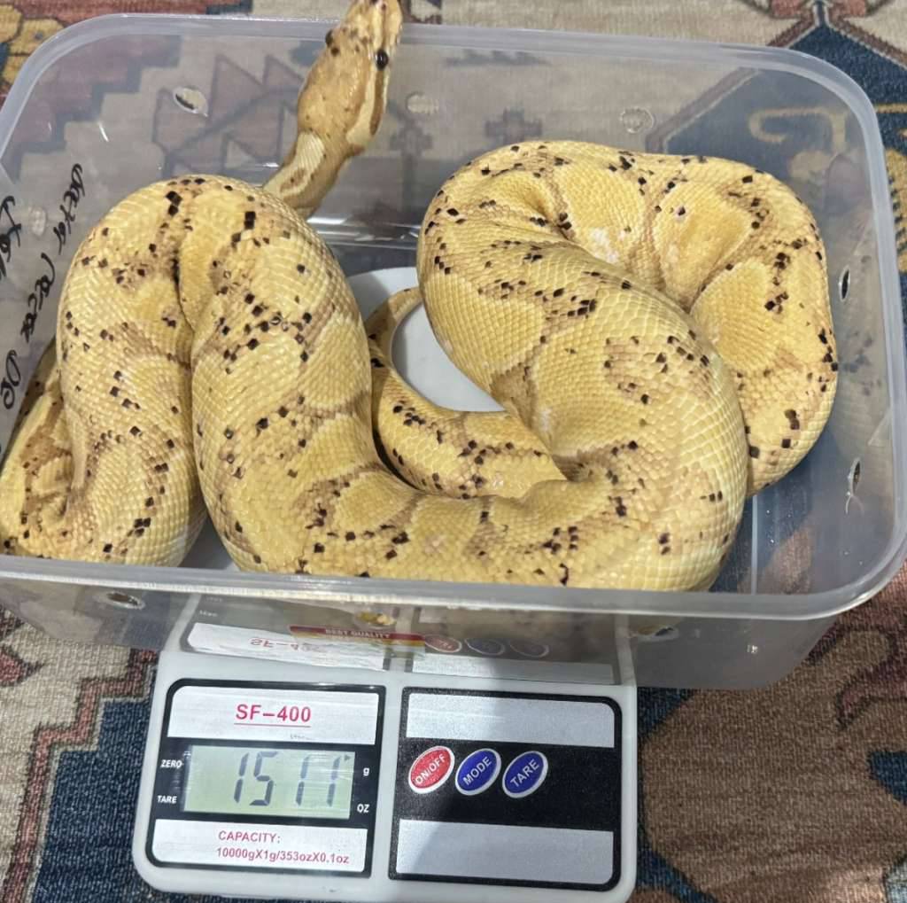 ball-python-banana-male-T8ACUS1CBE