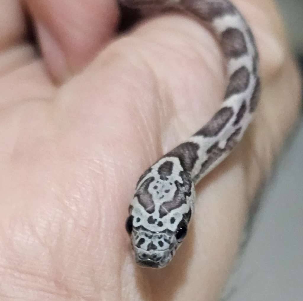 cs-sunkissed-ghost--Y244A8N875