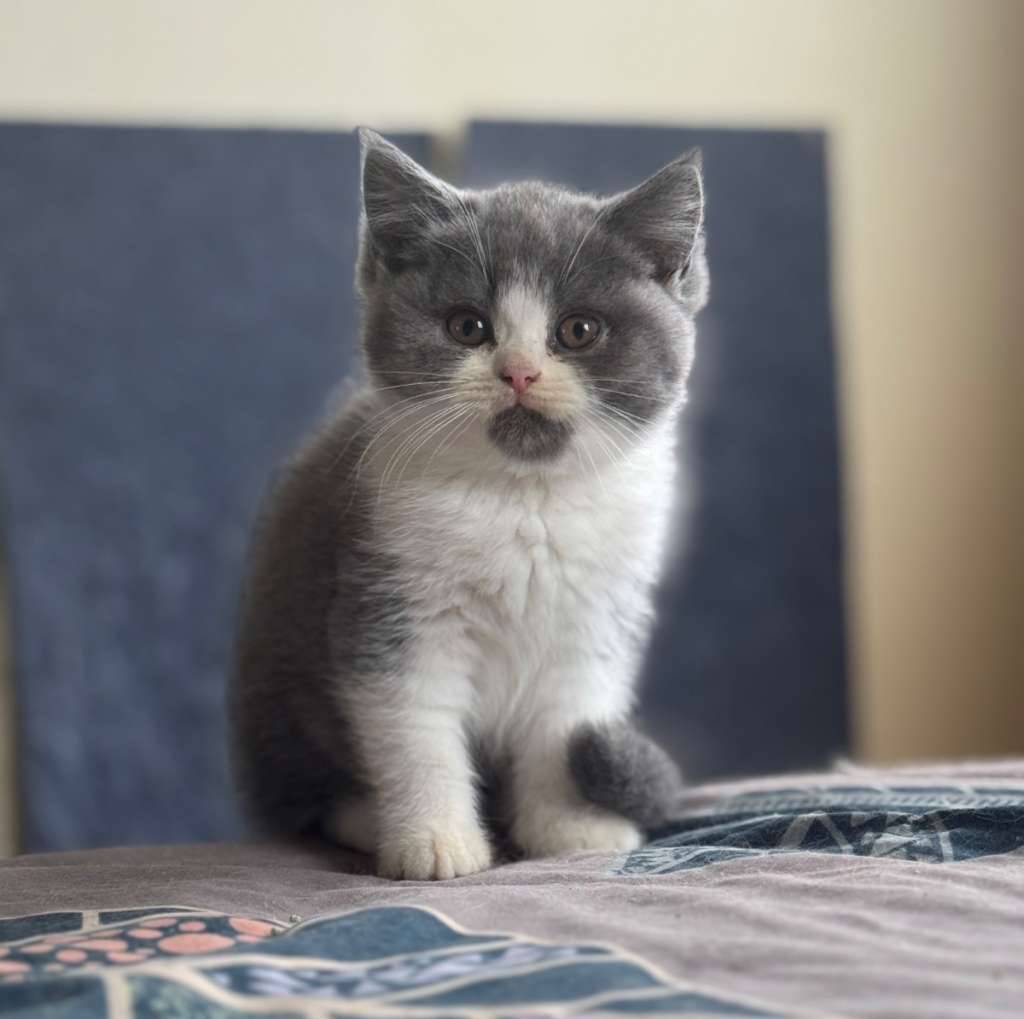 bsh-pure-breed-non-ped-HHEI05ZTCI