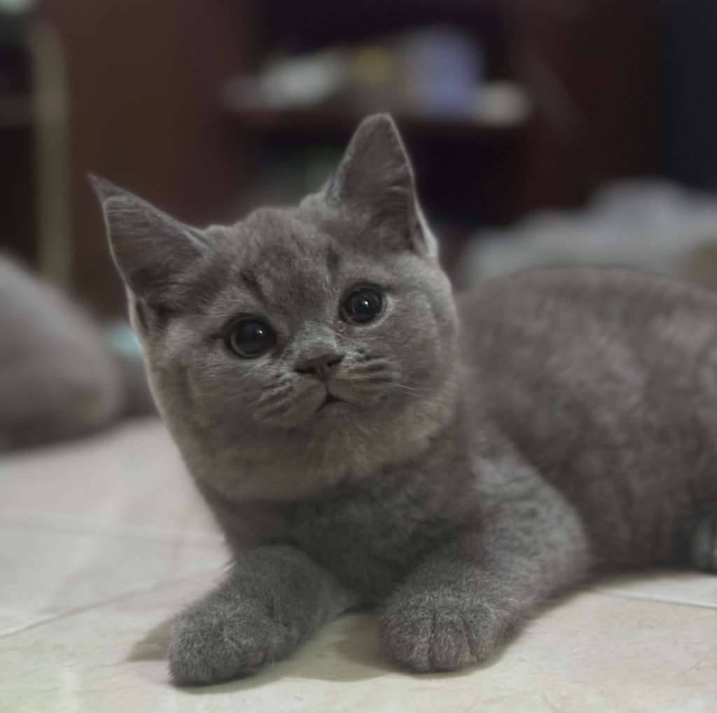 bsh-pure-breed-non-ped-KLYS2SHTYR