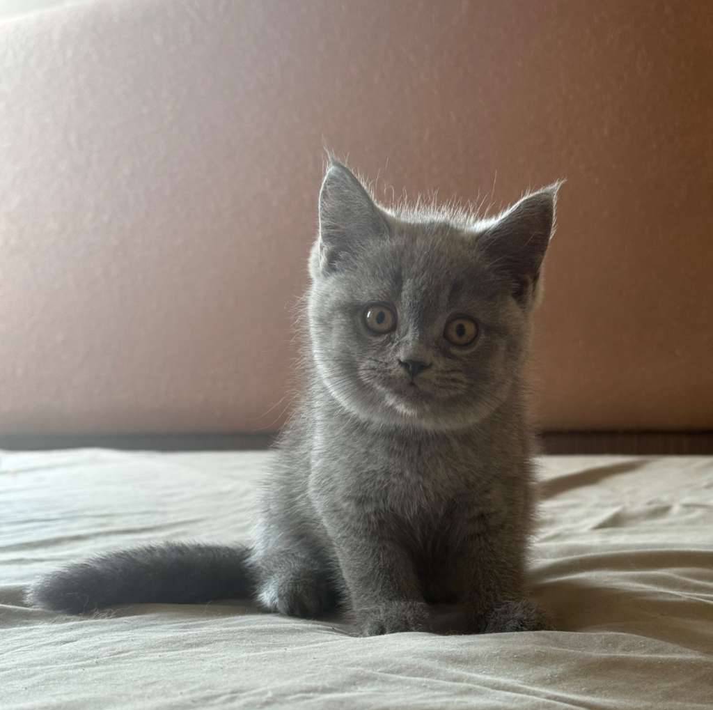 bsh-pure-breed-non-ped-0ACDRUD3M0