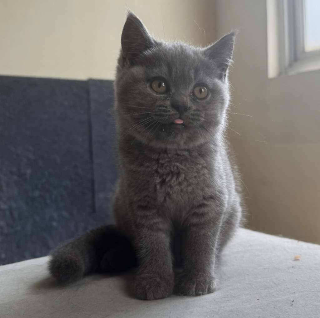 bsh-pure-breed-non-ped-BB81EUTIQD