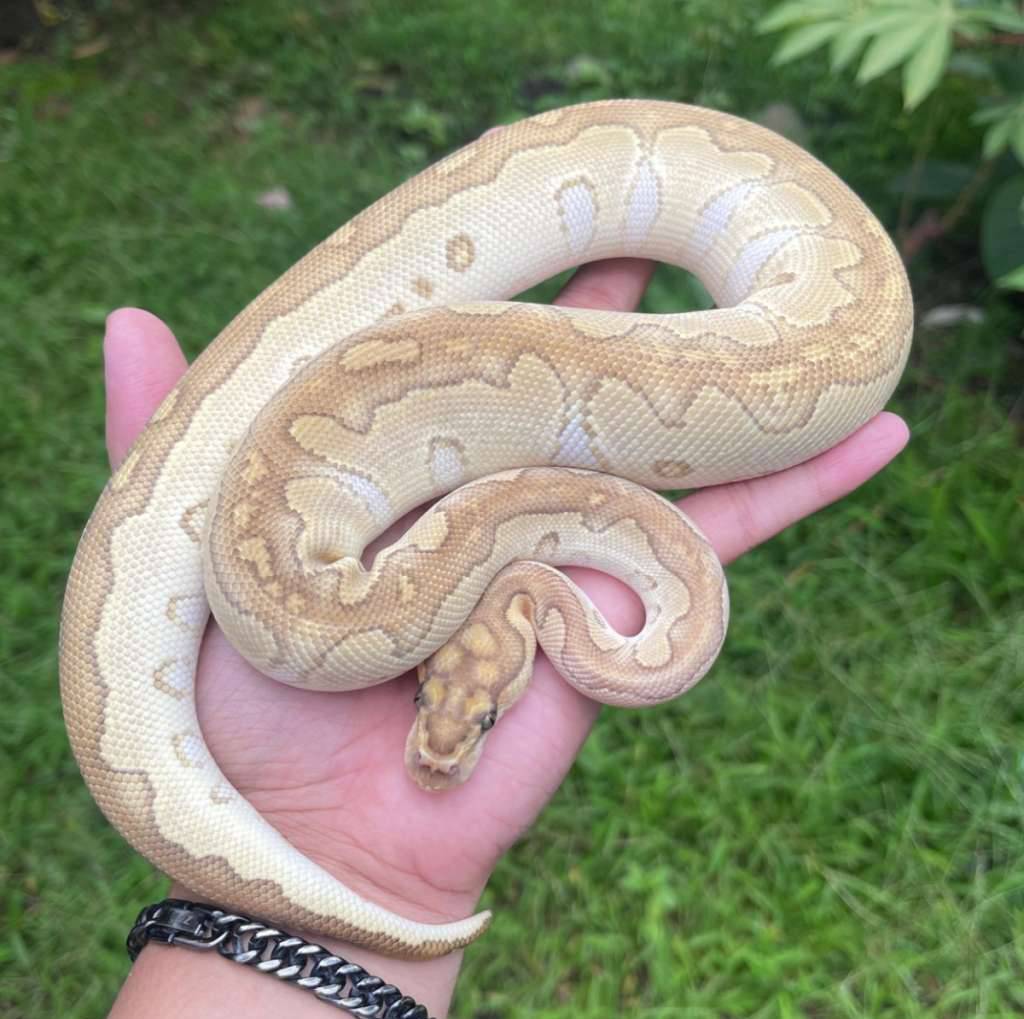 f-butter-pastel-yb-clown-JIVG1Z2UV9