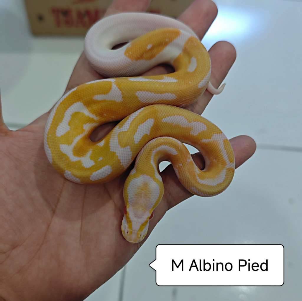 albino-pied-PIOGK9L0JF