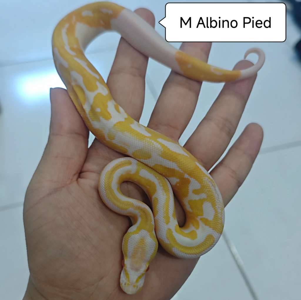 albino-pied-G7M134CQW4
