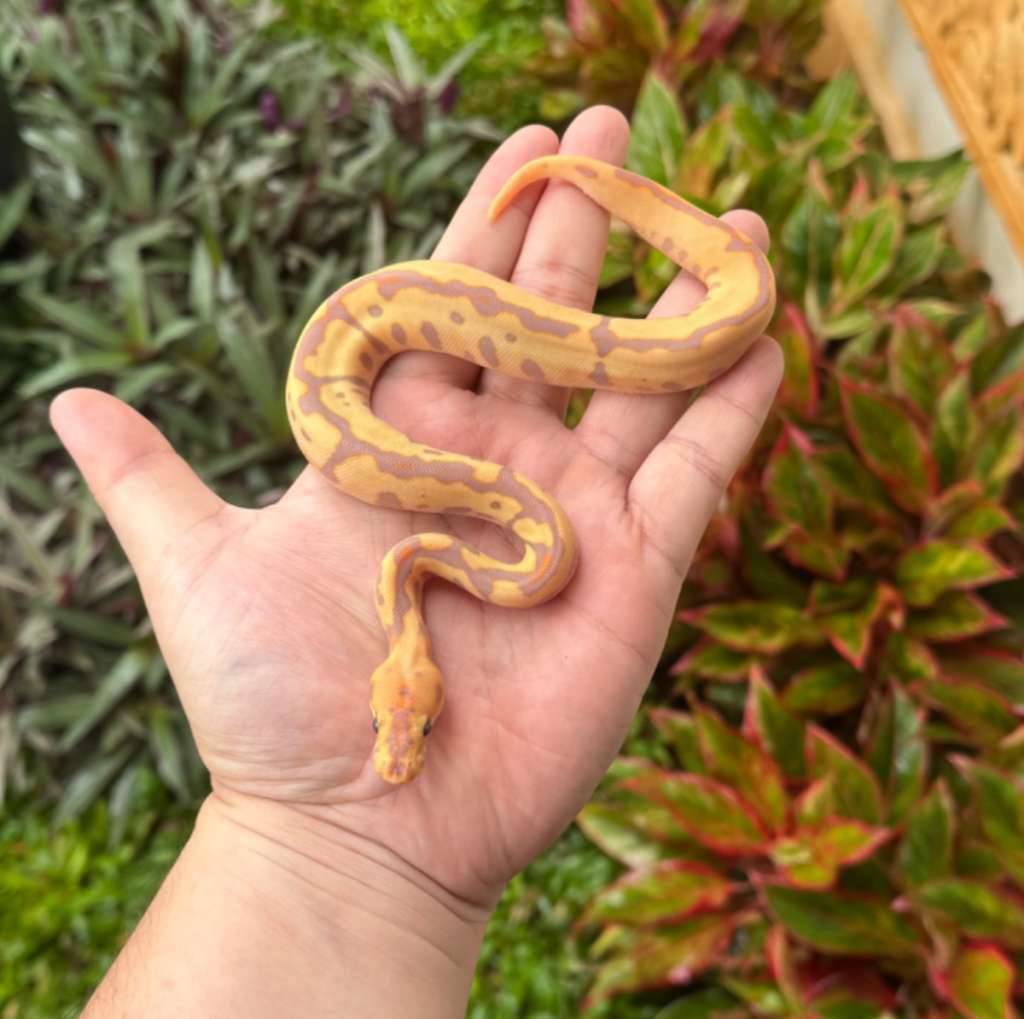 banana-mojave-leopard-spotnose-clown-f-UR7E0M2WT9