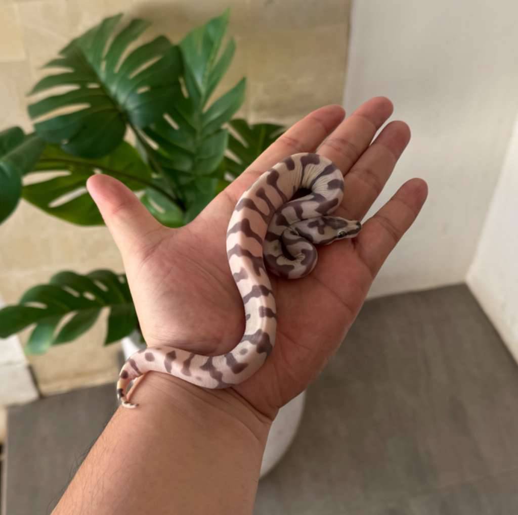 super-enchi-scaleless-ph-clown-f-AC5FOO0M60