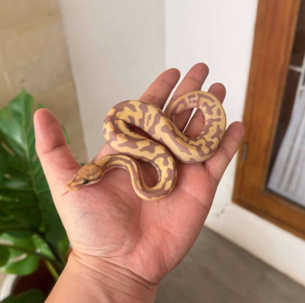 banana-leopard-mojave-het-clown-f-2UTYADVROY