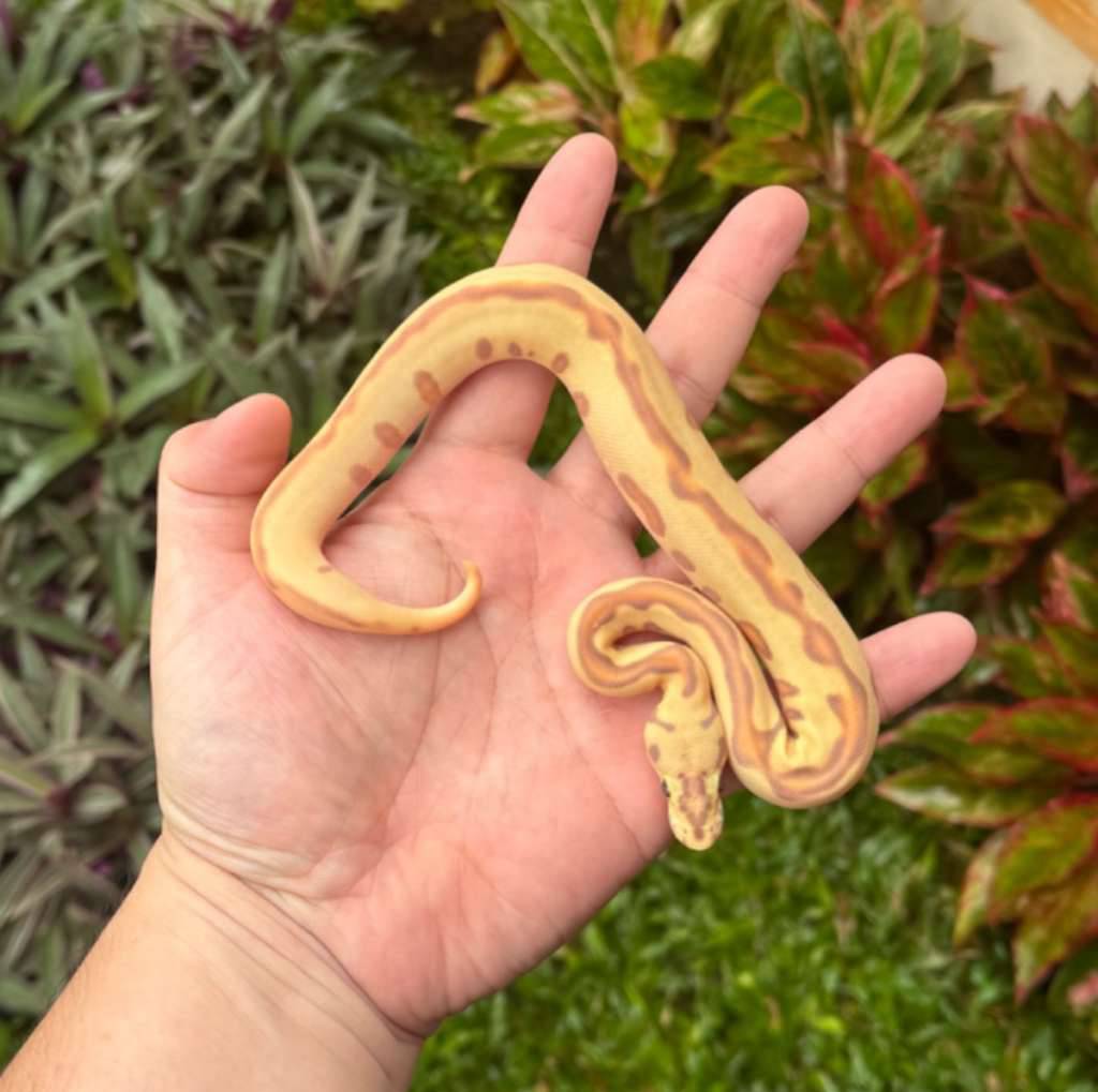 banana-enchi-leopard-spotnose-clown-f-D9FQVUPYDV