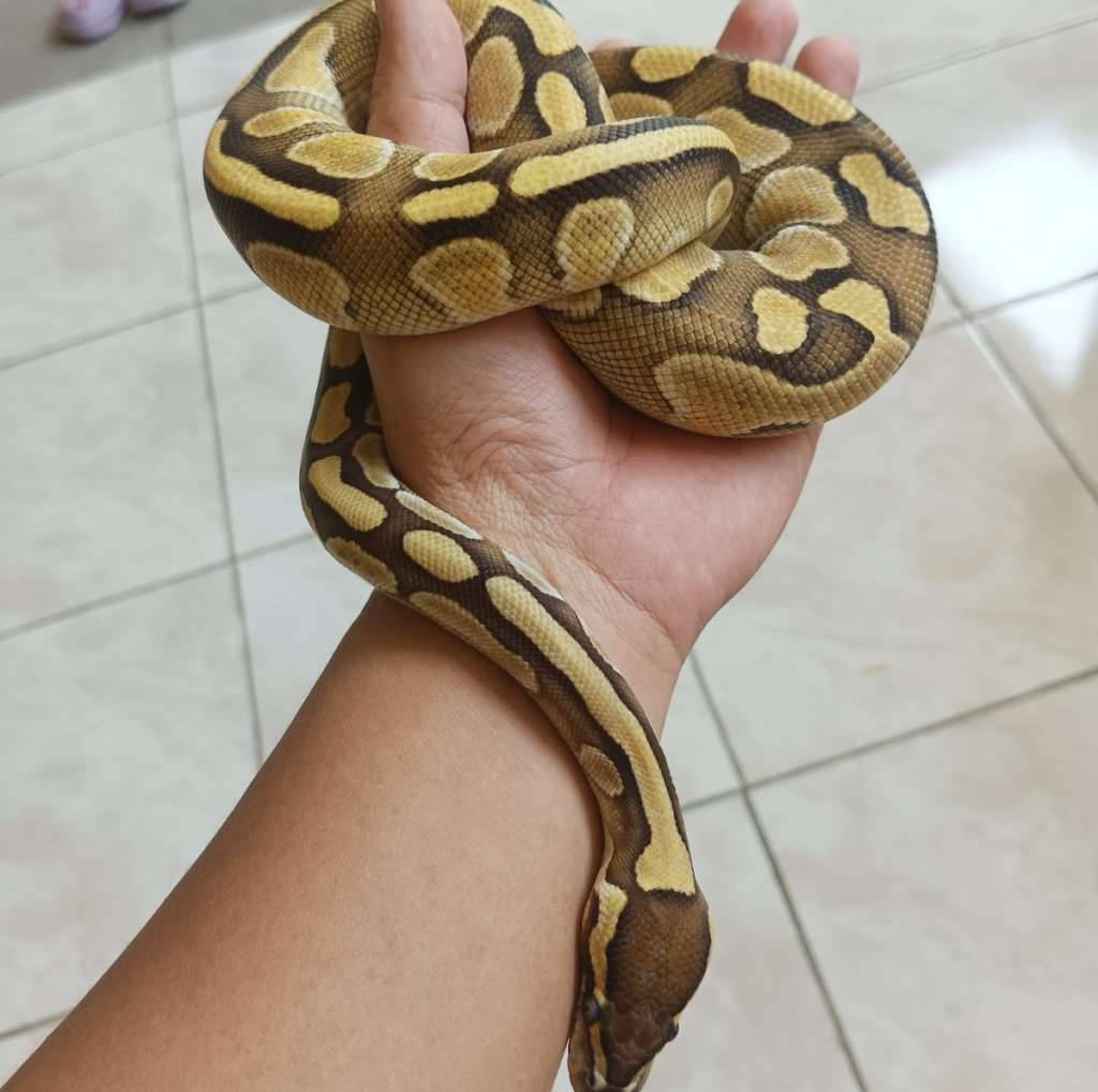 ball-python-butter-ph-clown-female-L604LMYE87