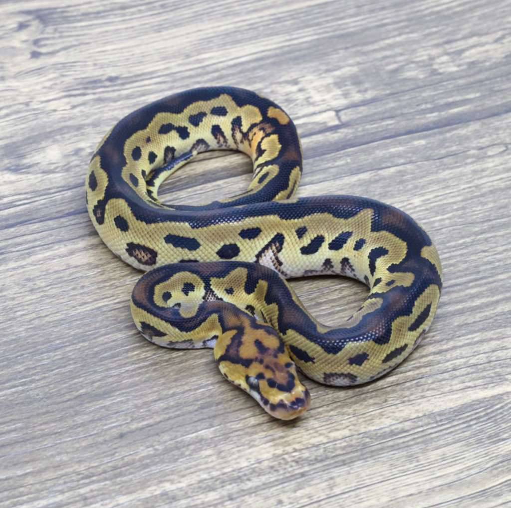 yellow-belly-clown-66-het-pied-178TKX9458