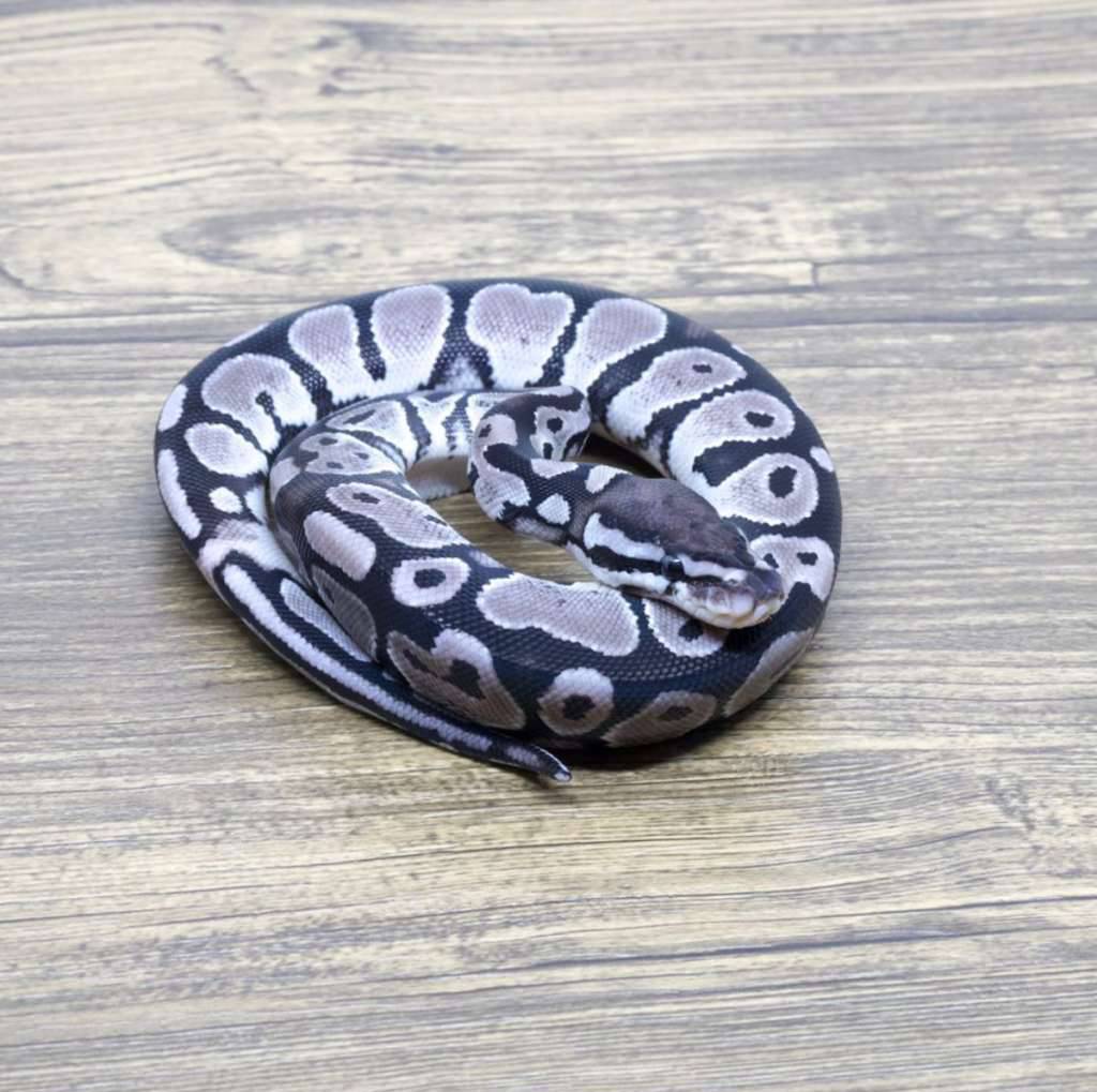 axanthic-vpi-66-het-pied-86LRERG7RF