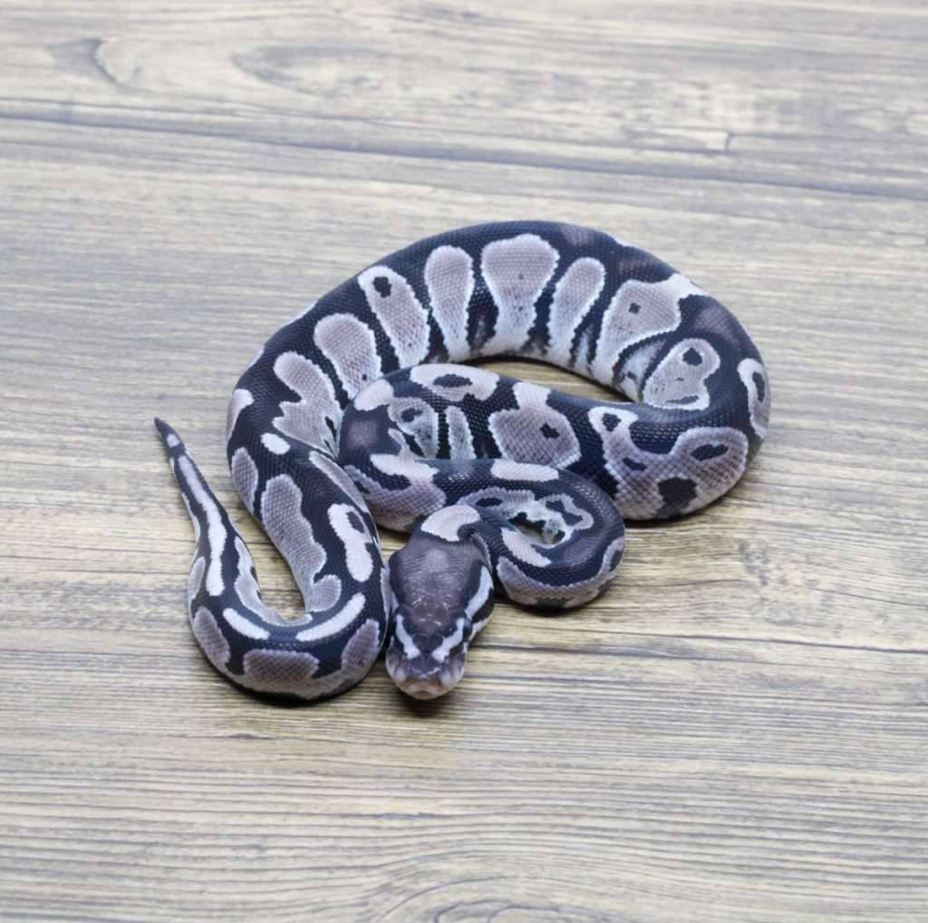 axanthic-vpi-66-het-pied-VDSBTXWINN