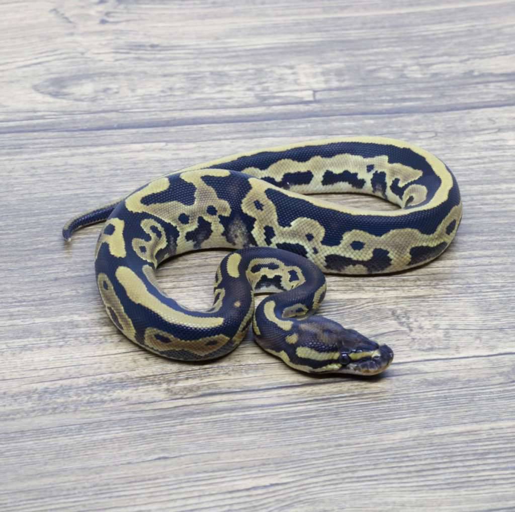 leopard-het-axa-vpi-66-het-pied-0DZ28NLH79