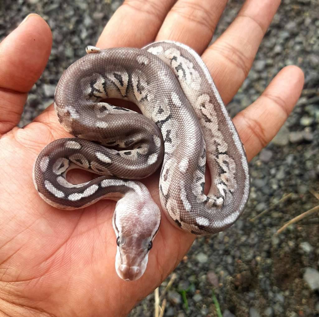 ball-python-pewter-cinnamon-pastel-RS8E0FS68C