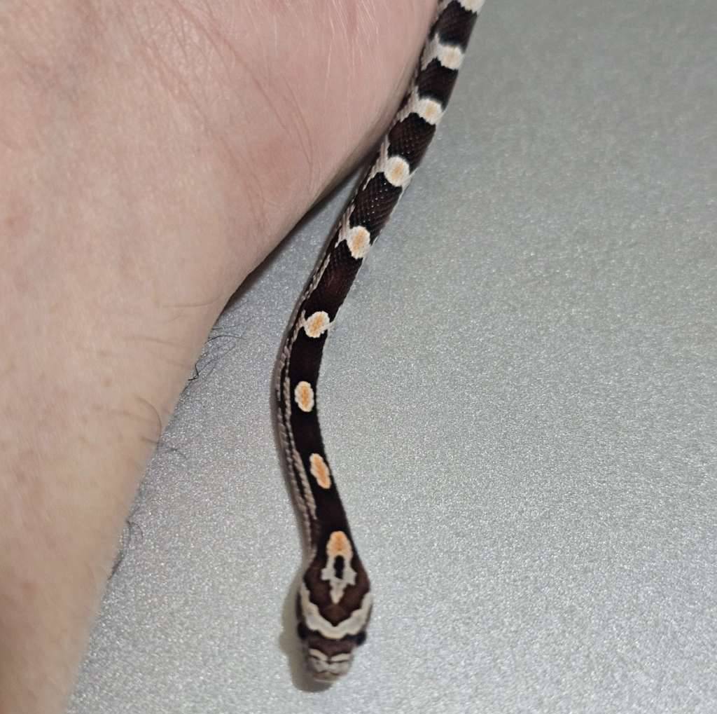 cs-okeetee-dh-fire--78R6KF8GEX