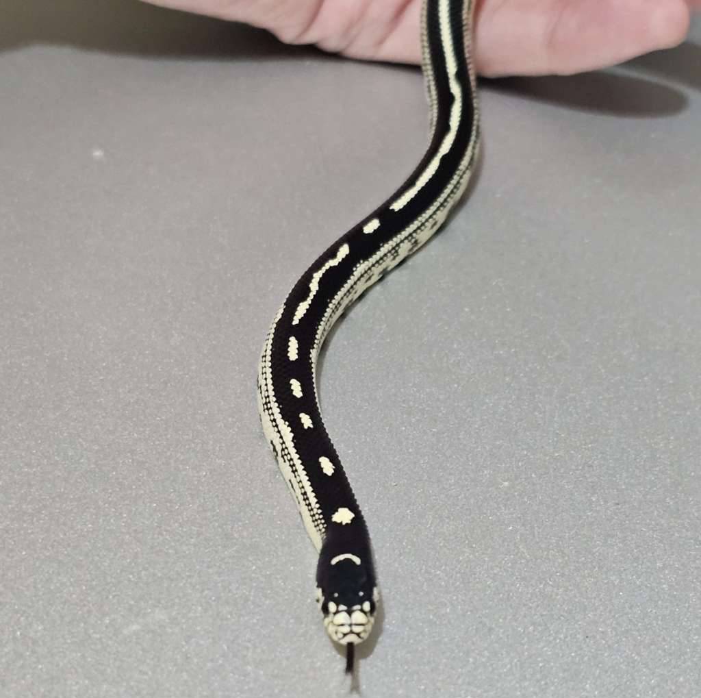 ks-california-stripe-het-albino-B969JAOEOD