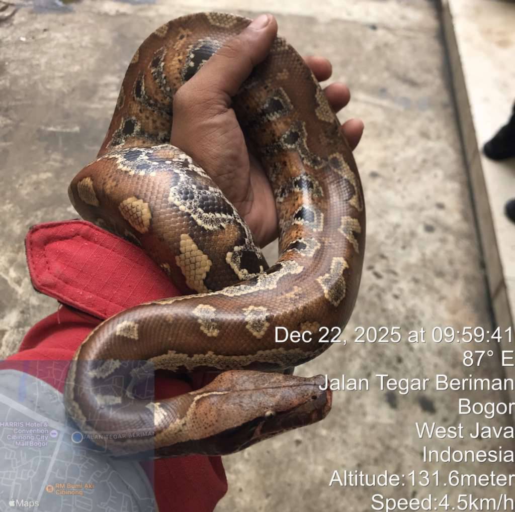 python-curtus--sanca-darah-brongersmai-23LXYRP08K