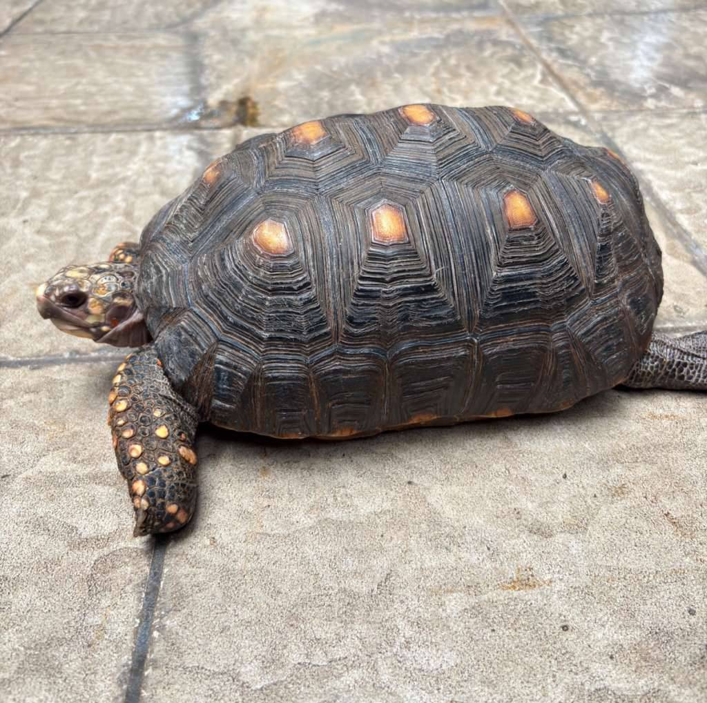 red-foot-female-adult-O5QM1B7N1O