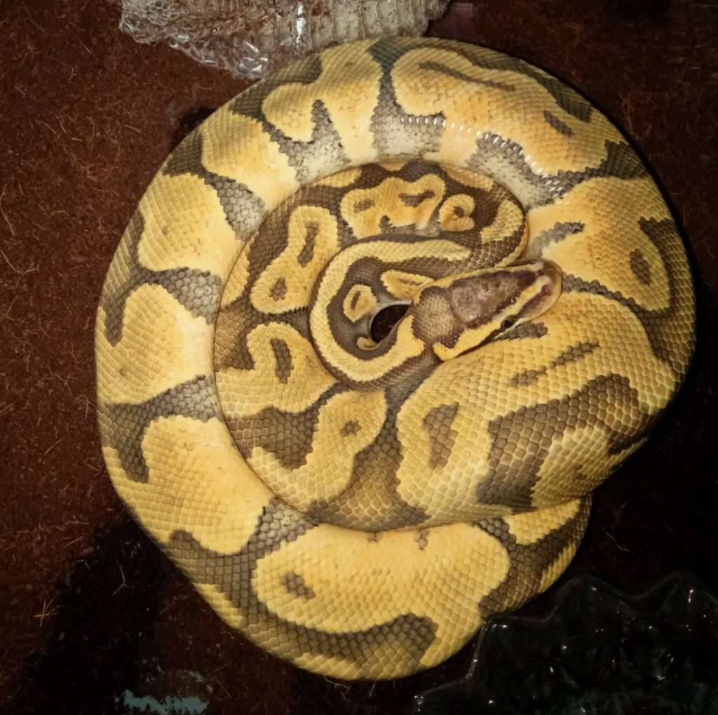 hypo-pastel-yellow-belly-6DIYDLKWHU