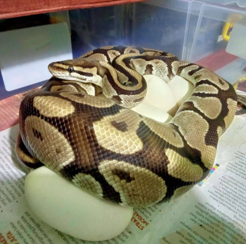 female-specter-G8TWFVV6HB