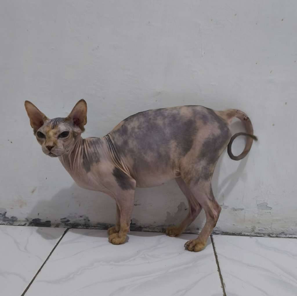 sphynx-betina-ped-ica-proven-T3JDS6WHAK