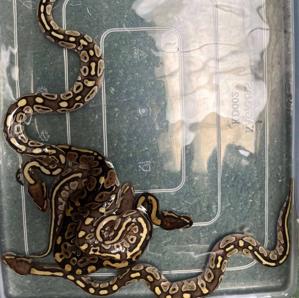 ball-python-lesser-DHYVDTB9QK