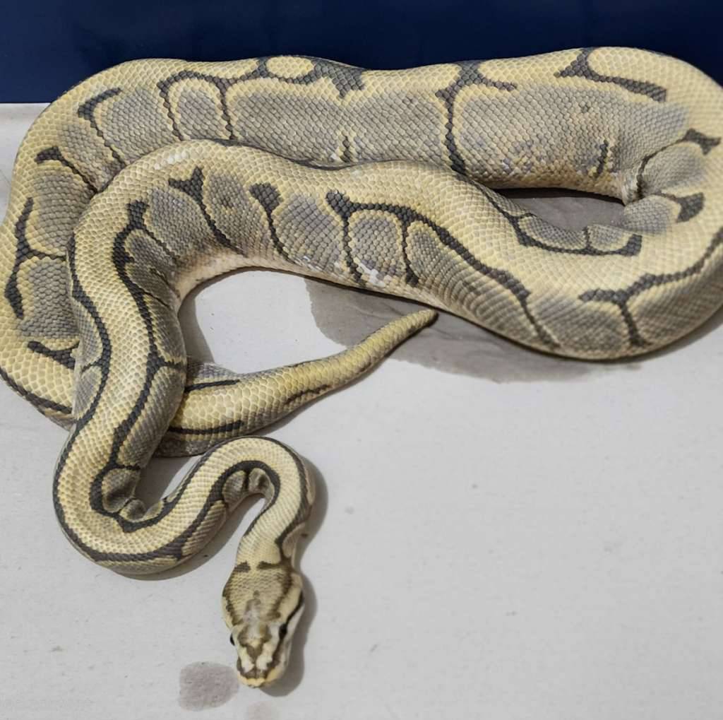 spider-hypo-female-proven-M8DCN1ZVAT