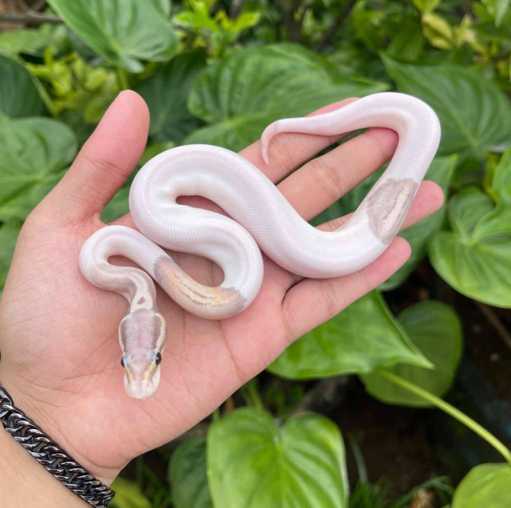 banana-blackpewter-pied-TDAUY270IK