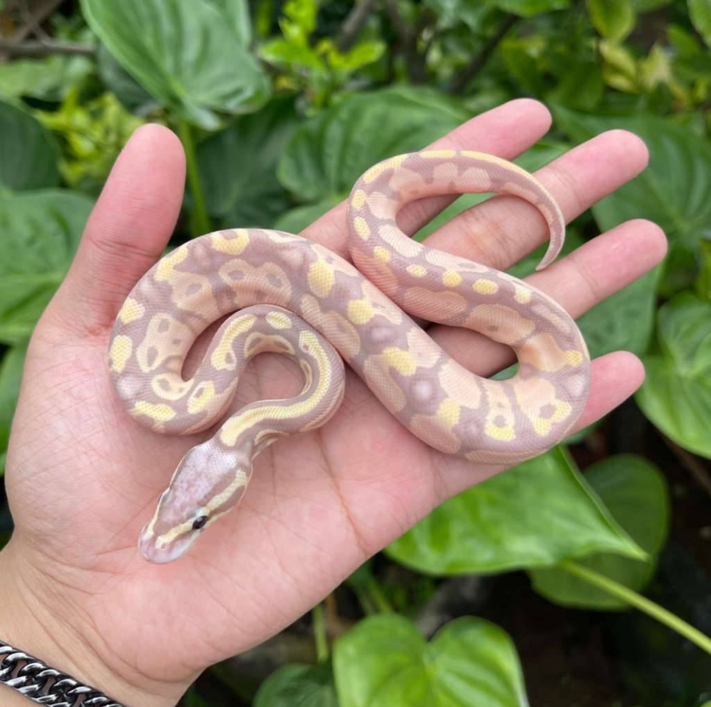 banana-pastel-het-pied-100-92B2VTJUDF