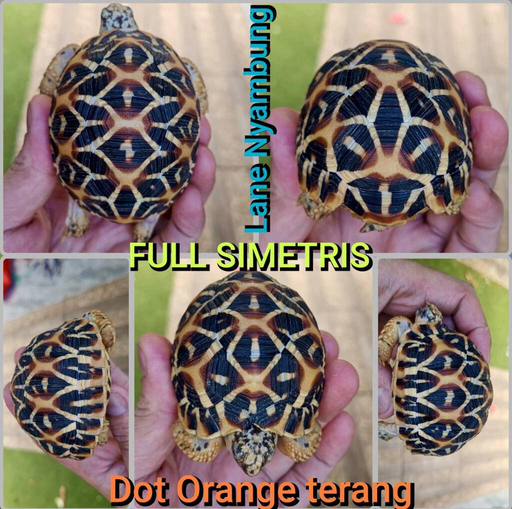 indian-star-special-DDS4SPQ4RB