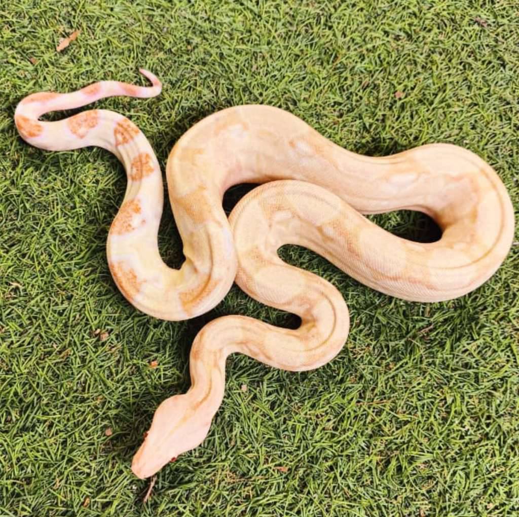 boa-coral-albino-het-anery-ph-snow-H89UPRD08H