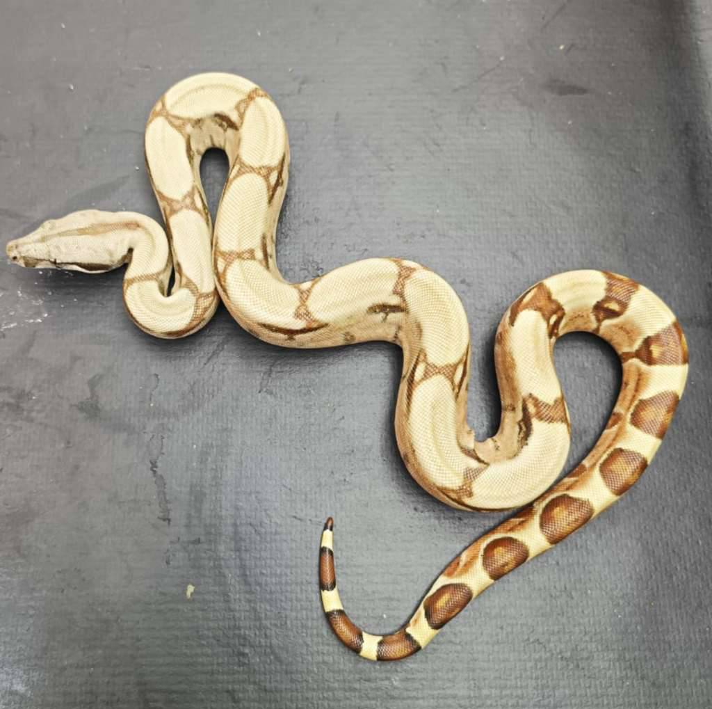 f-hypo-het-albino-sharp-50-dan-kahl-50-MUXY25UTPU