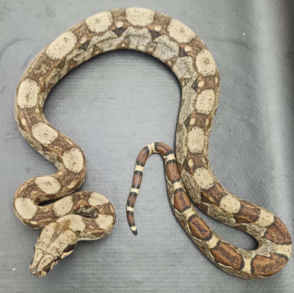 normal-het-albino-kahl-WUQI90LHF7