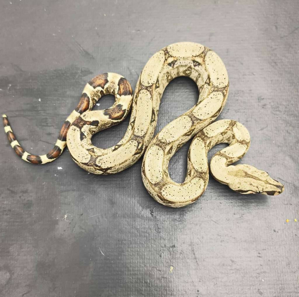 normal-het-albino-kahl-Z7ZO0LCFPE